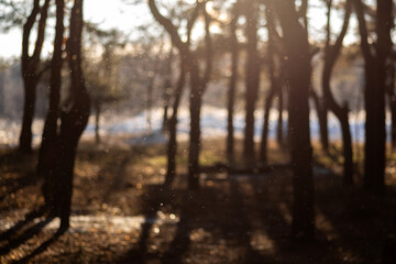 morning in the forest