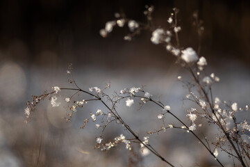 frost on the branches