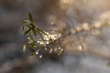 snow covered branches
