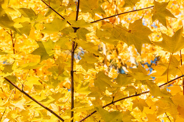 Vibrant golden leaves of Acer cappadocicum (Cappadocian Maple) create a glowing canopy, beautifully...