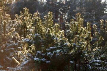 forest in the snow