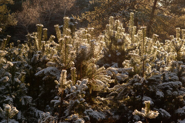 forest in the snow