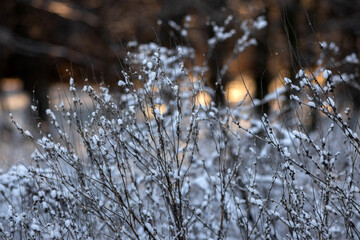 forest in the snow