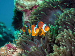 Clown fish or Clown anemonefish, Amphiprion bicolor, in natural habitat
