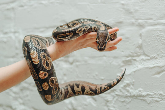 snake in woman hands, python for photosession
