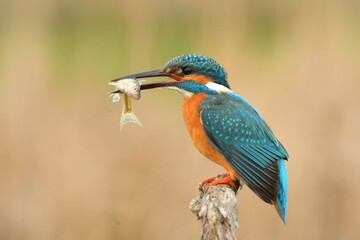 Common kingfisher Alcedo atthis bird songbird wildlife nature predator cock o the north, beautiful animal mountain finch, animal, bird watching ornithology, flower bud fauna wildlife Europe