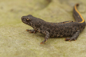 Closeup on a juvenile Balkan or Buresch's crested newt, Triturus ivanbureschi