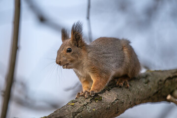 A squirrel with a seed in its mouth sits on a tree branch.