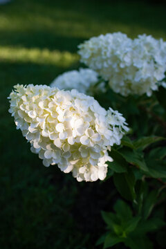 white hydrangea