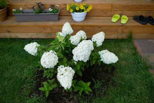 white hydrangea