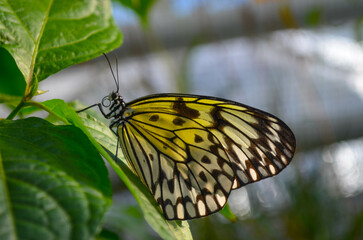 Schmetterling*