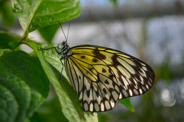 Schmetterling*