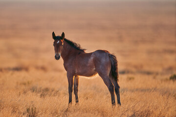 Wild Foal Portrait