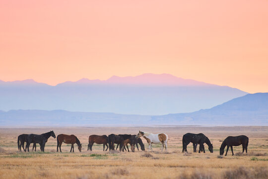 Wild Mustang Herd