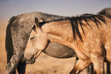 Branded Mustang