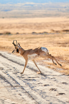 Pronged Horn Antelope