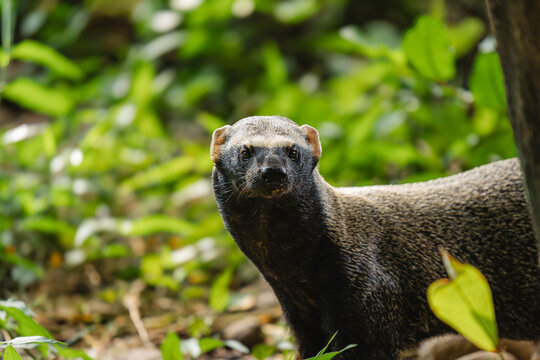 Portrait of a Grison 