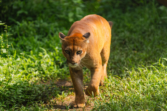 Beautiful Puma walking in a straight line