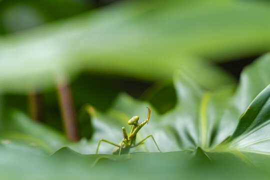 Praying mantis cleaning its front legs