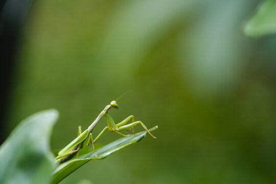 Side view of a mantis 