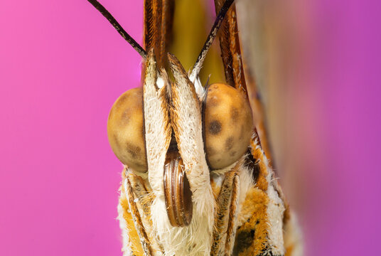  Macro photograph of a butterfly 