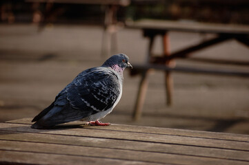 pigeon_in_the_park