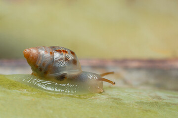 Image of a tiny snail