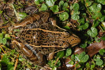 Leopard frog resting on wet vegetation