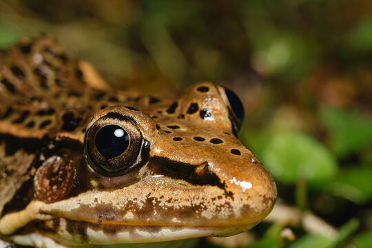 Close-up of a leopard frog in its natural habitat 
