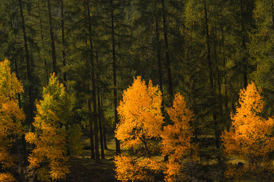 Minimalistic view of yellow trees in pine tree forest in autumn