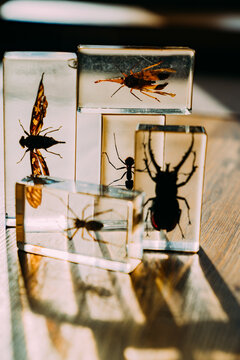 Various insects encased in resin blocks on a wooden surface.