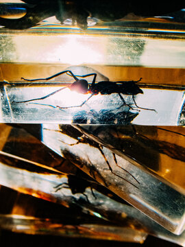 Insects encased in resin blocks.