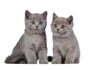 british shorthair Kittens on white Background, cut out 