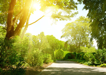 Sunrise beam in beautiful summer park