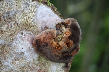 Plum false Tinder fungus