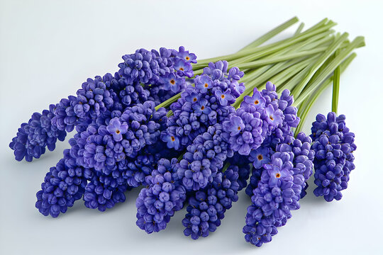 A beautiful arrangement of purple flowers, isolated on a clean background, showcasing their intricate details and soft, vibrant hues.
