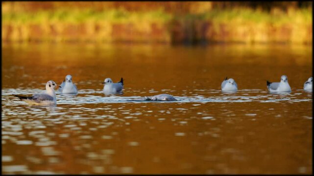 plan fixe vid&eacute;o avec de magnifiques oiseaux sur l'eau dans une ambiance dor&eacute;e, une soir&eacute;e hivernale
