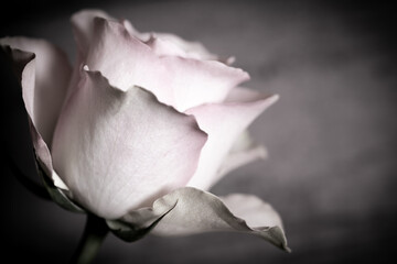 Rosenblüte schwarz weiß monochrom romantisch Dunst und Nebel