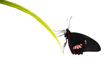 Black butterfly mit red spots minimalist isolated png