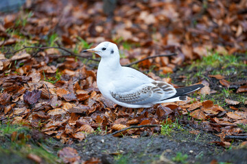 dove on the ground