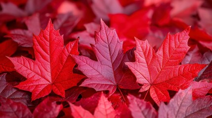 Vibrant Red Maple Leaves on Ground in Autumn Season Creating a Stunning Natural Carpet of Colorful Foliage for Seasonal and Nature Photography Projects