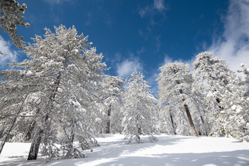 Winter landscape in snowy mountain frozen snow covered fir trees against blue cloudy sky.