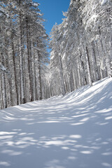 Winter landscape in snowy mountain frozen snow covered fir trees against blue cloudy sky.