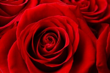 Beautiful red roses as a  background, close up