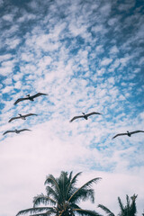 seagulls  fliying by the beach