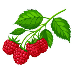 Raspberry sweet fruit illustration for web isolated vector (6)