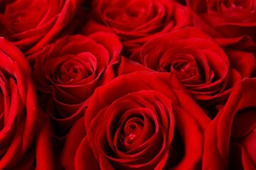 Beautiful red roses as a  background, close up