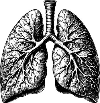 hand drawn lungs vector art