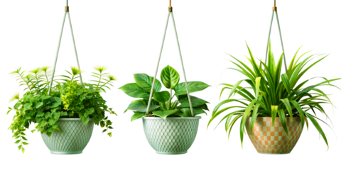 Set of hanging ivy plants on pot on transparent background for home, office, premises decor