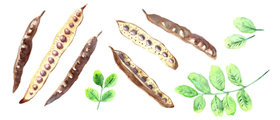 Carob pods with green leaves, watercolor drawing traced to vector. Isolated vector illustration. Botanical hand drawn art.